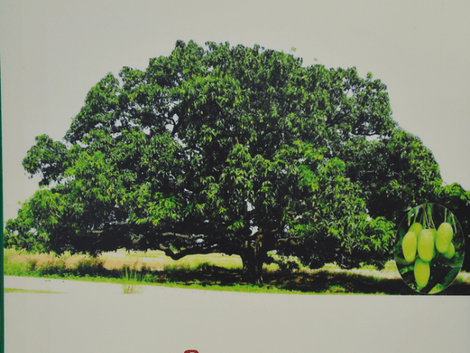 Museum Section Icon 1