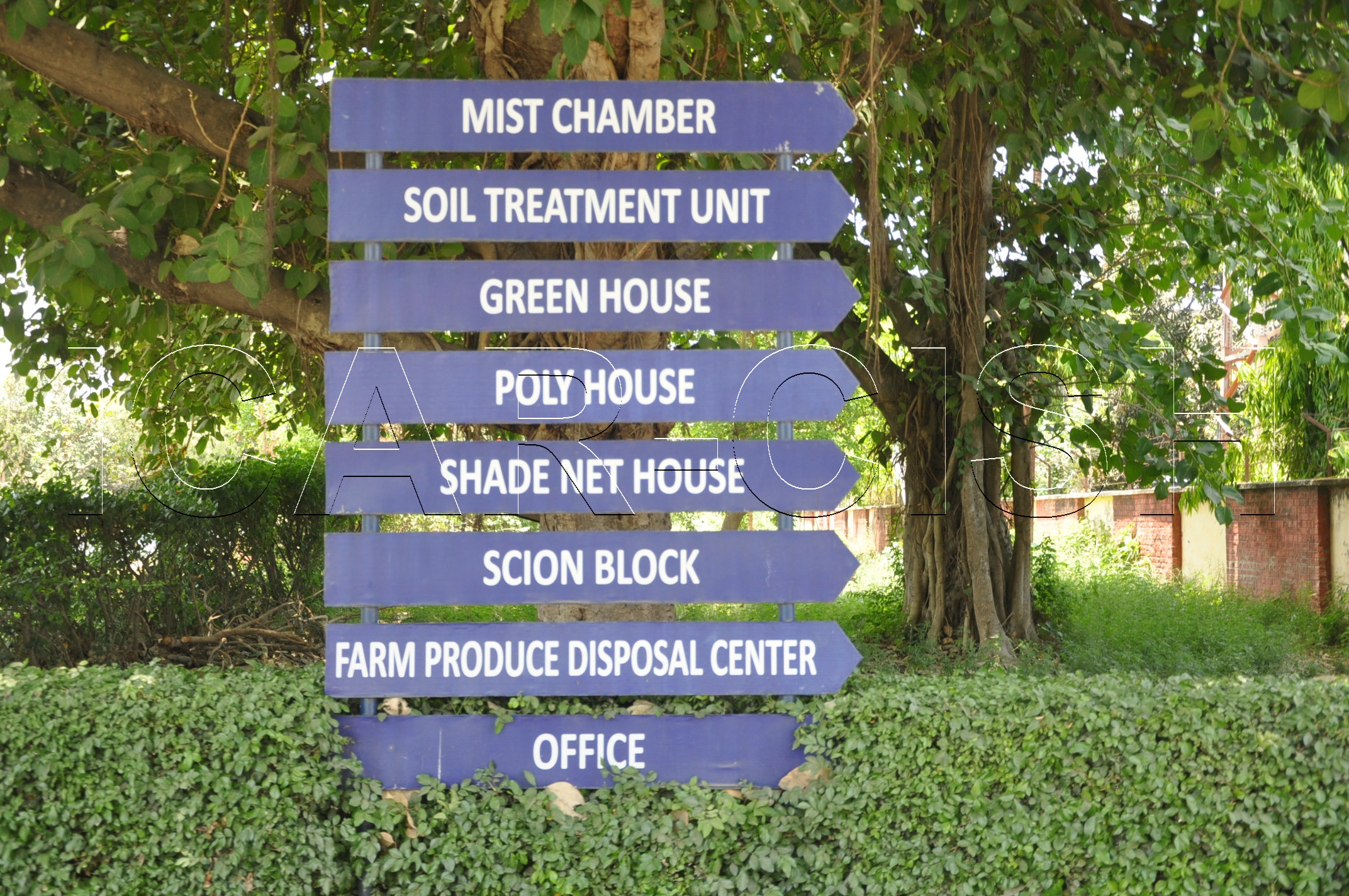 ICAR | Central Institute for Subtropical Horticulture
